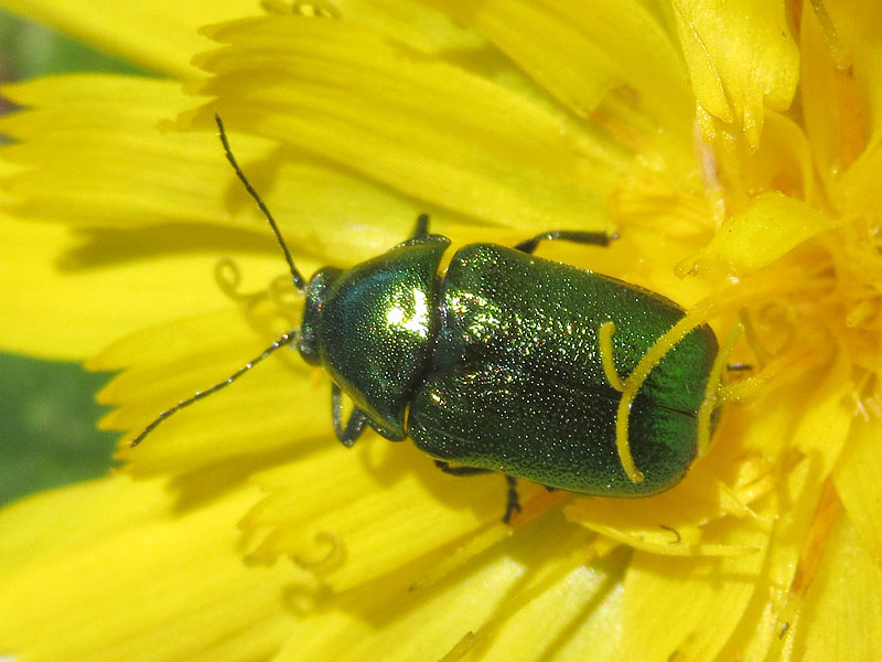 Cryptocephalus aureolus (cfr.)